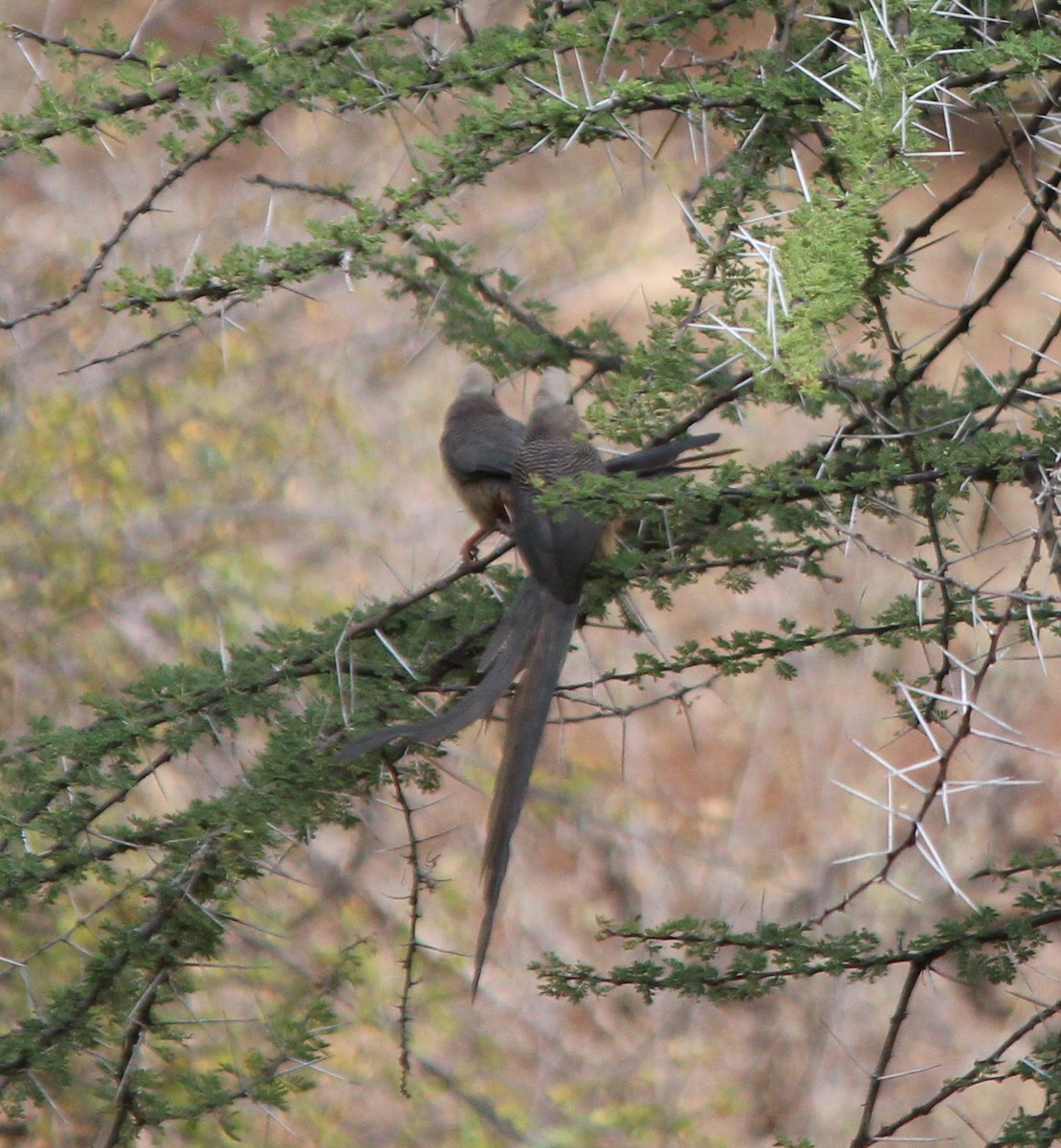 White-headed Mousebird - ML69774971