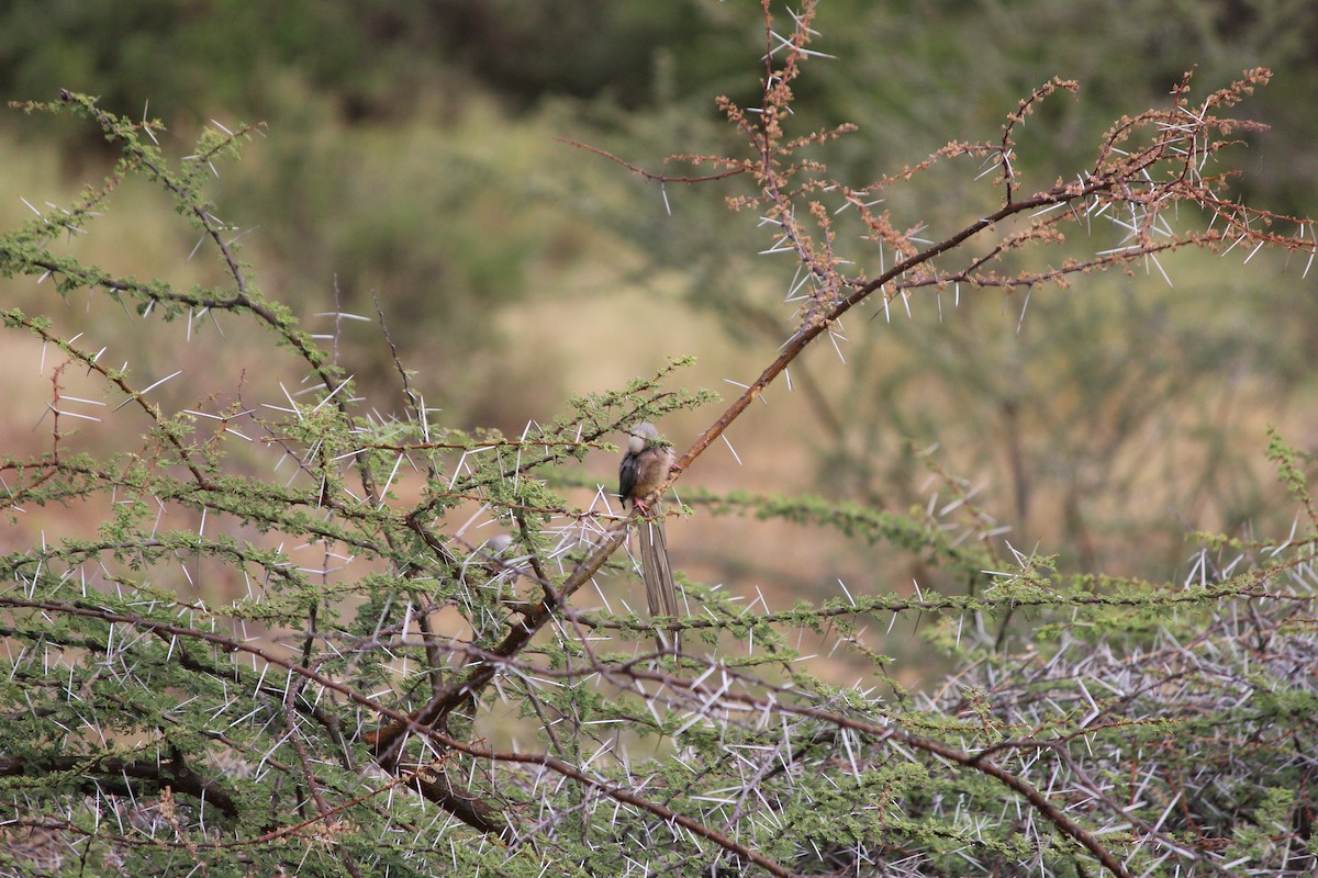 White-headed Mousebird - ML69774981