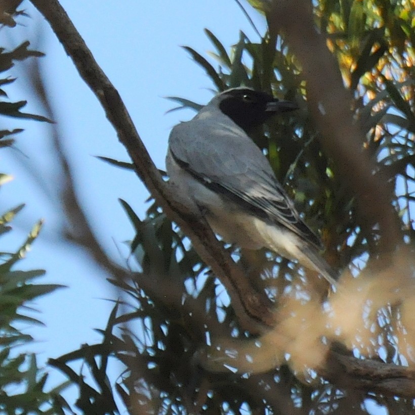 Black-faced Cuckooshrike - ML69777271