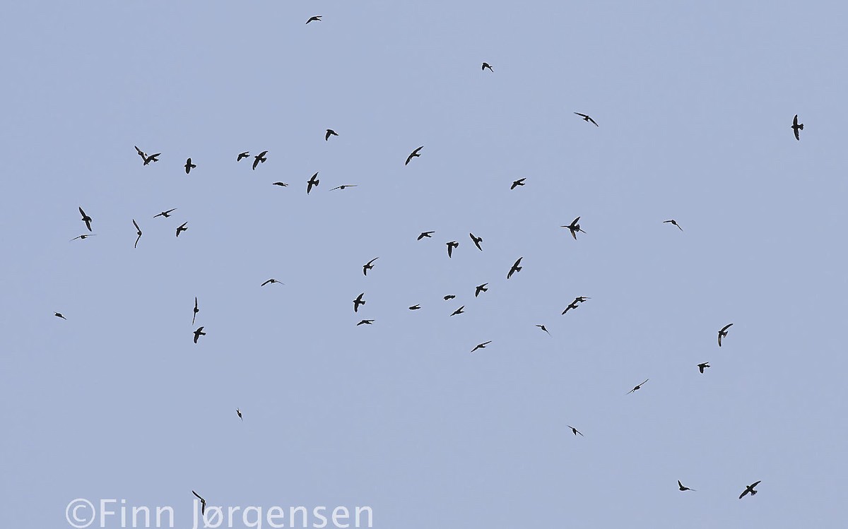 Haussegler - ML69777701
