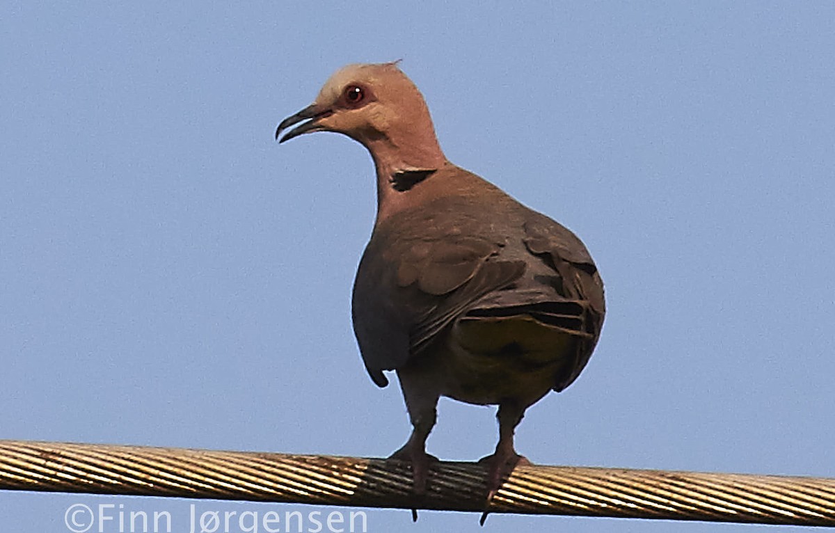 Red-eyed Dove - Finn Jørgensen