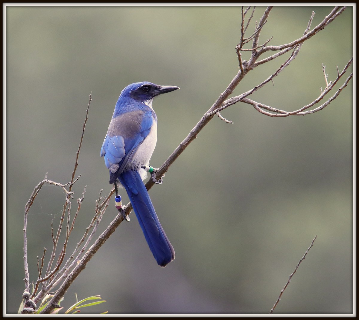 Island Scrub-Jay - Albert Linkowski