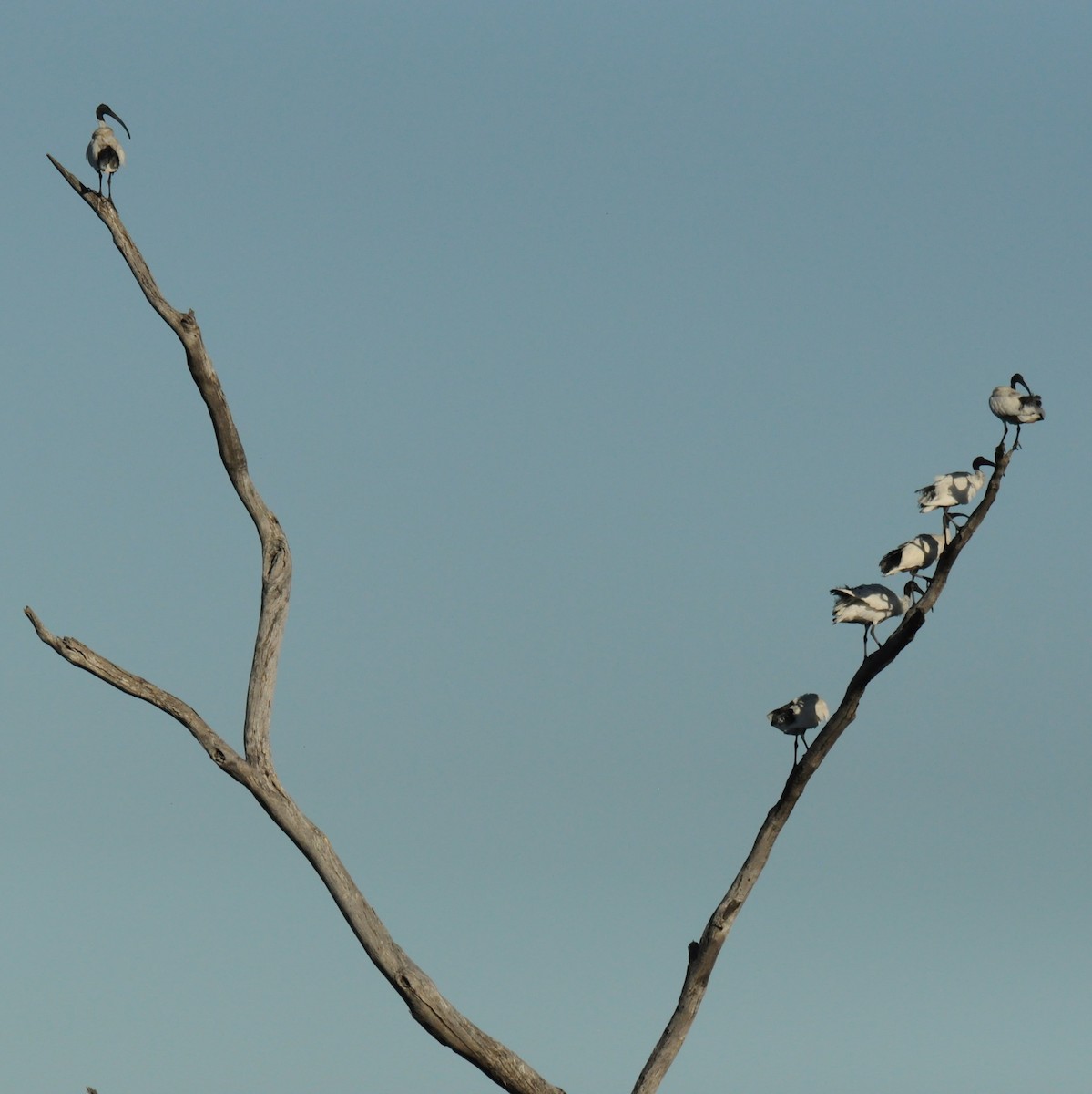 Australian Ibis - ML69778891