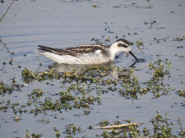 Red-necked Phalarope - ML69779251