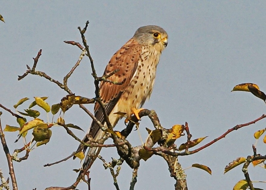 Eurasian Kestrel - ML69781821