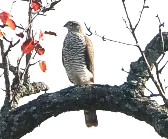 Eurasian Sparrowhawk - ML69781881