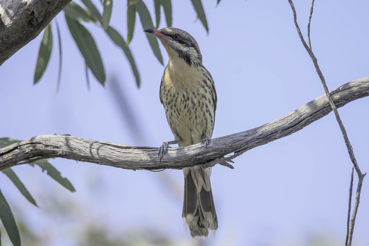 Spiny-cheeked Honeyeater - Adam Fry