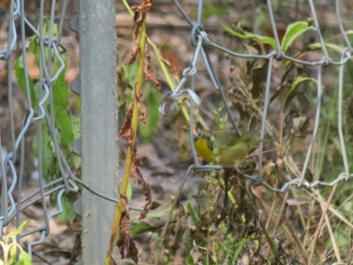 Common Yellowthroat - ML69782351