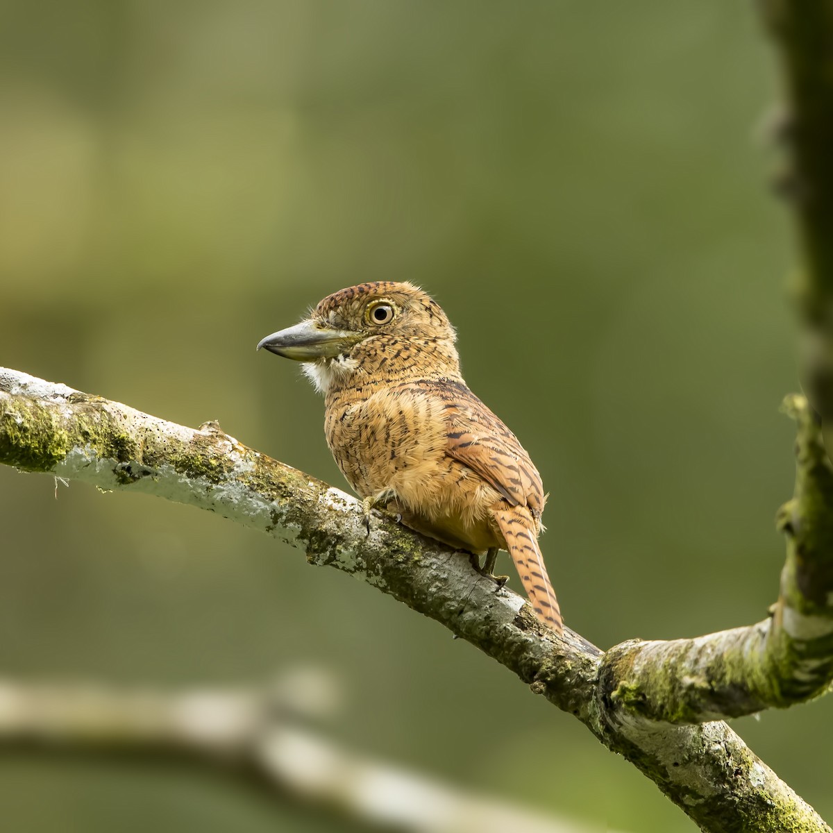 Barred Puffbird - ML69782441