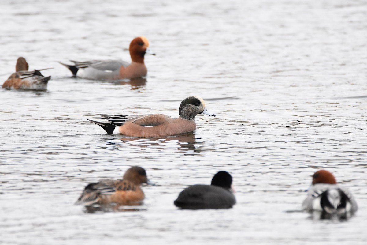 American Wigeon - Ian Thomson