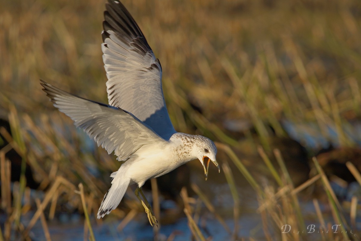 Ring-billed Gull - DigiBirdTrek CA