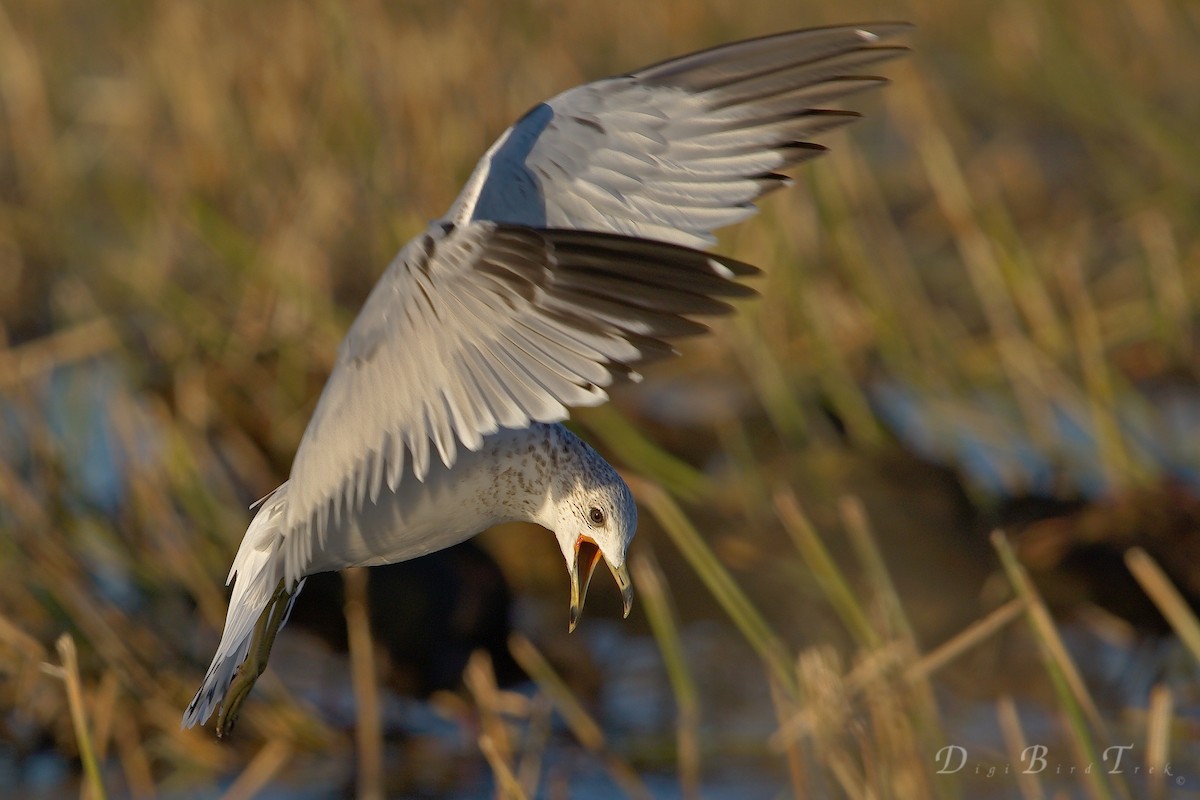 Ring-billed Gull - DigiBirdTrek CA