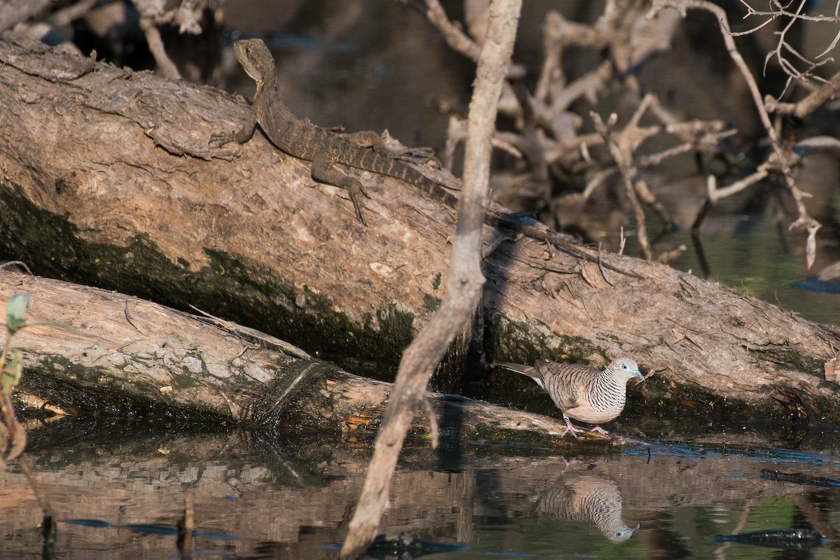 Peaceful Dove - ML69784491