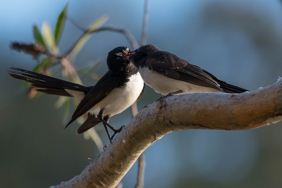 Willie-wagtail - Terence Alexander