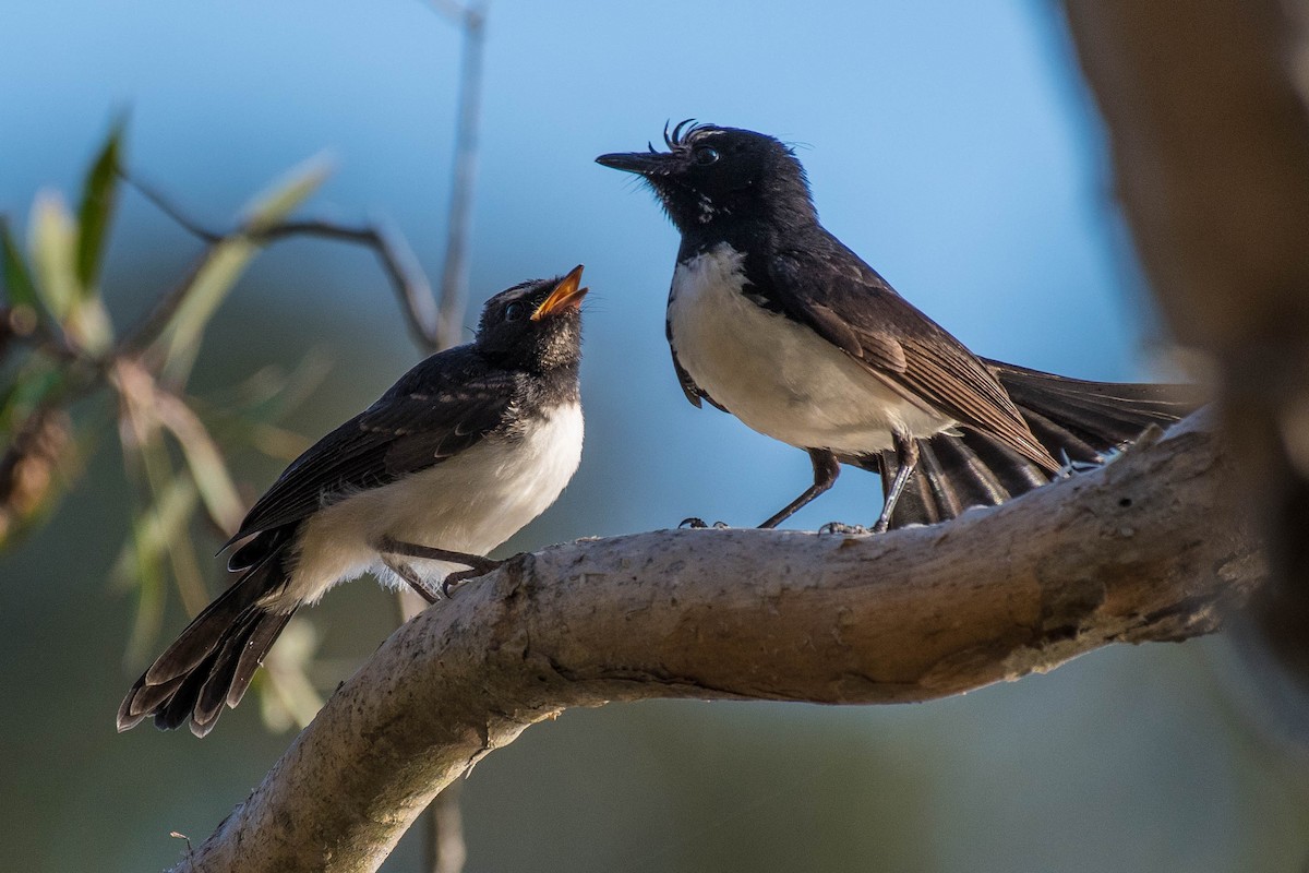 Willie-wagtail - ML69784831