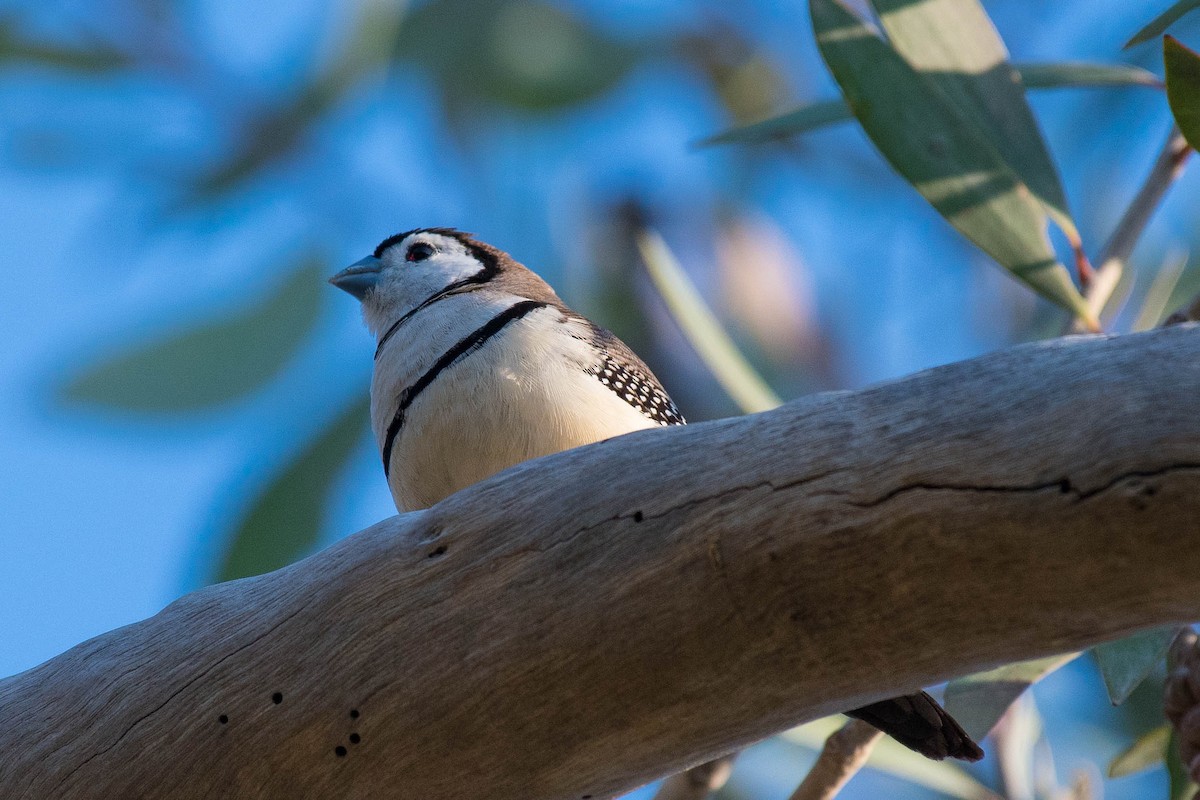 Double-barred Finch - ML69785031