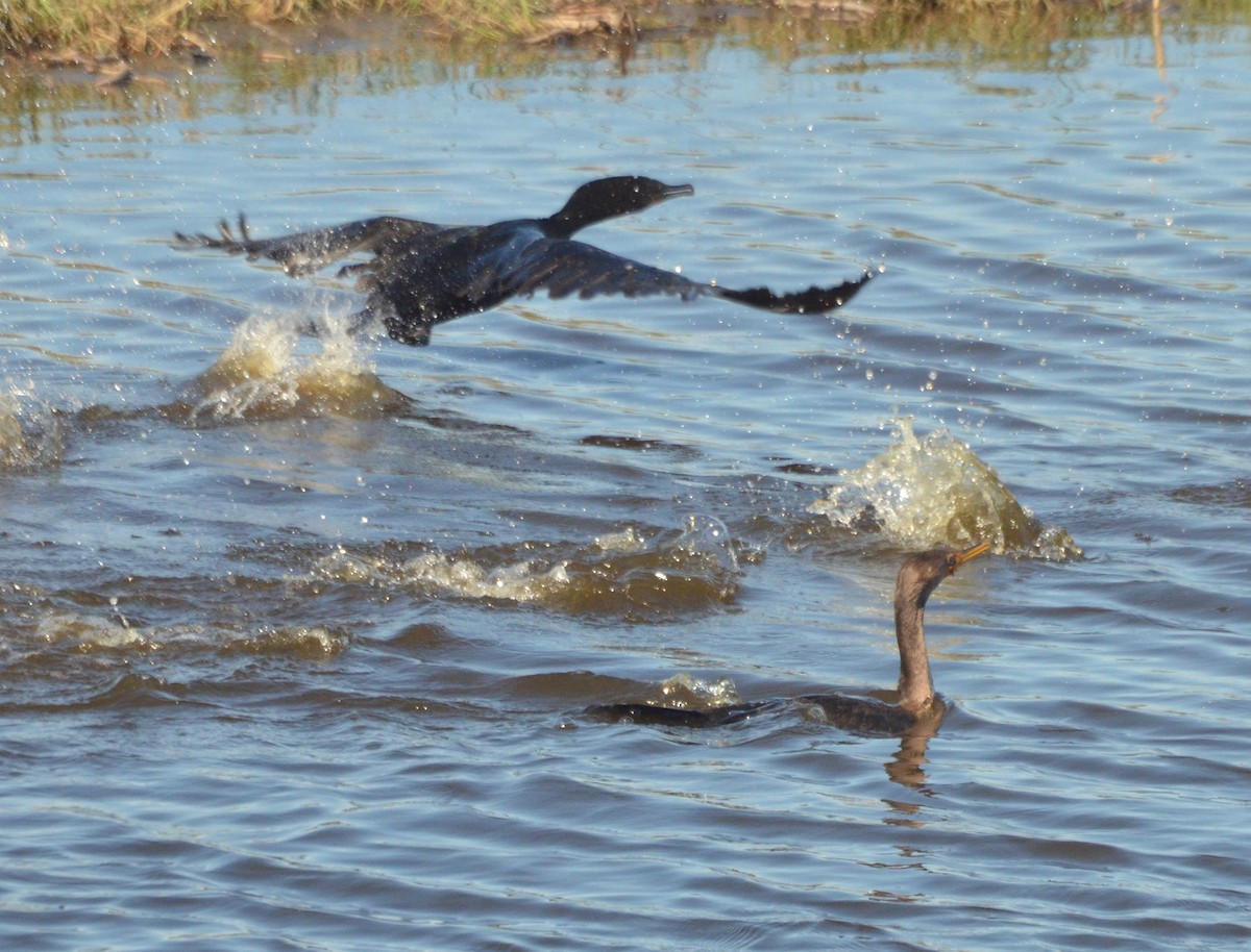 Cormoran à aigrettes - ML69786581