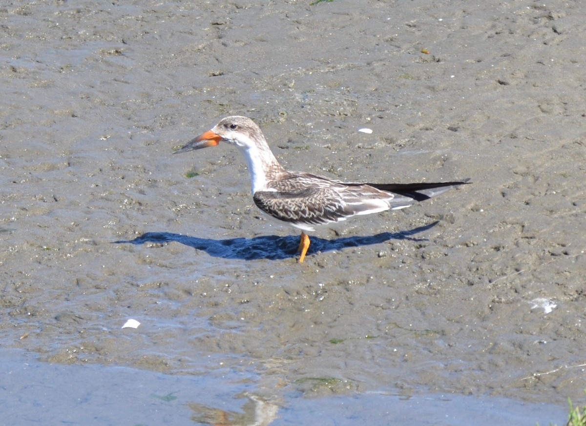 Black Skimmer - Cooper Scollan