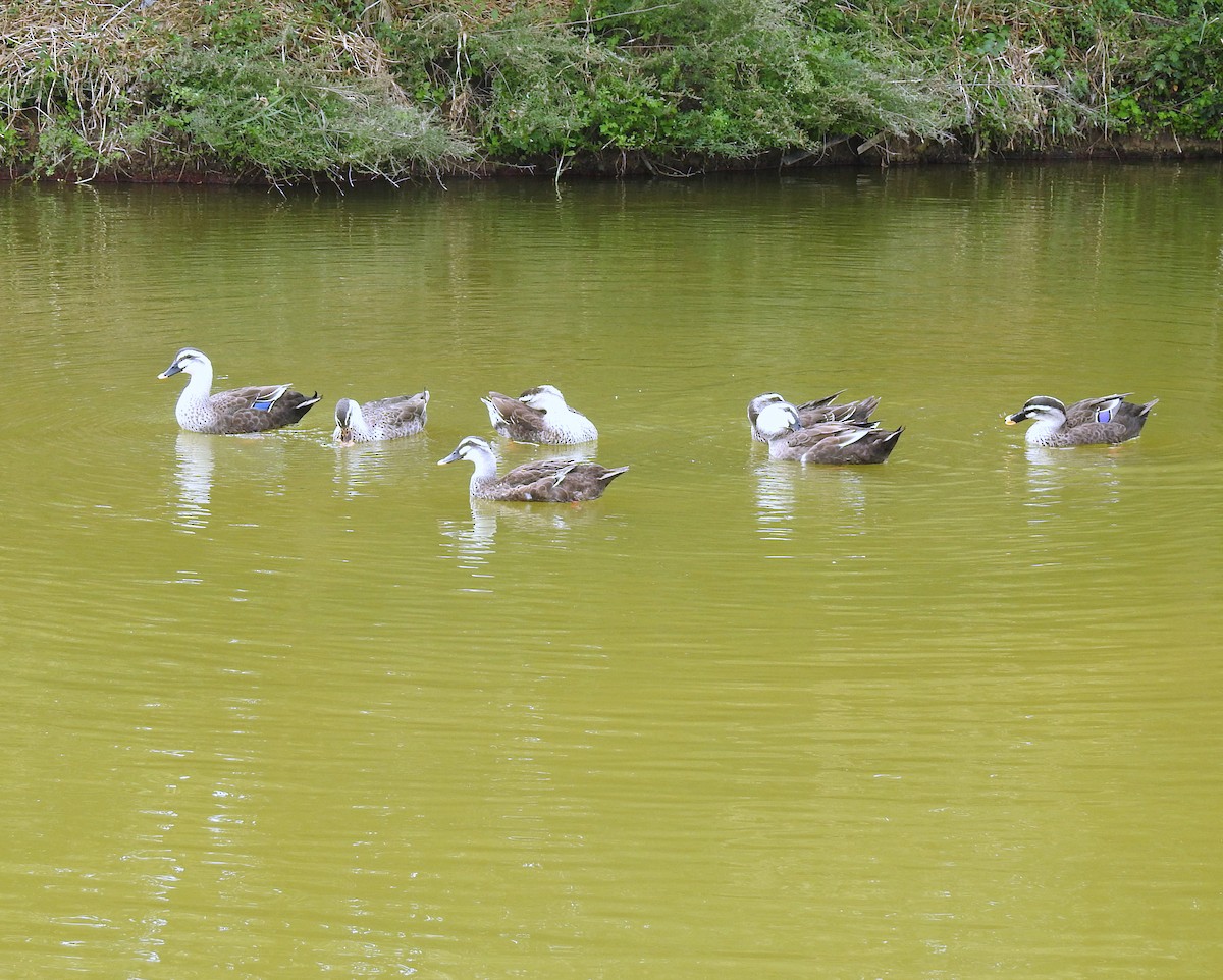 Eastern Spot-billed Duck - ML69787031