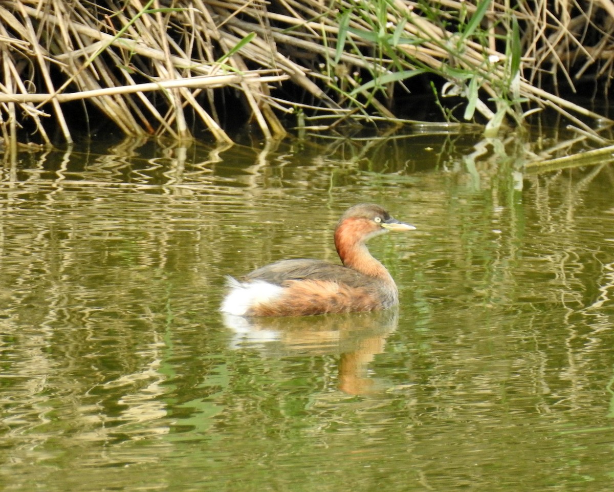 Little Grebe - ML69787061