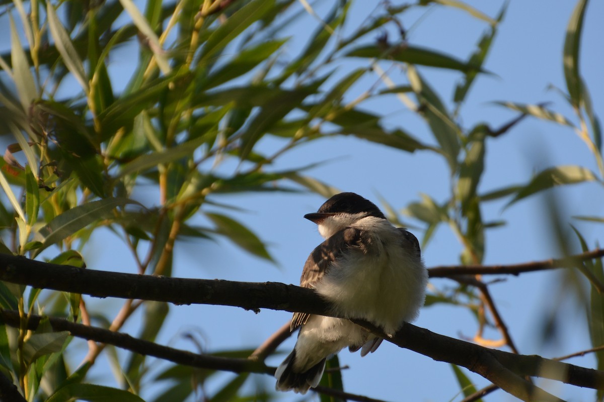 Eastern Kingbird - ML69787231