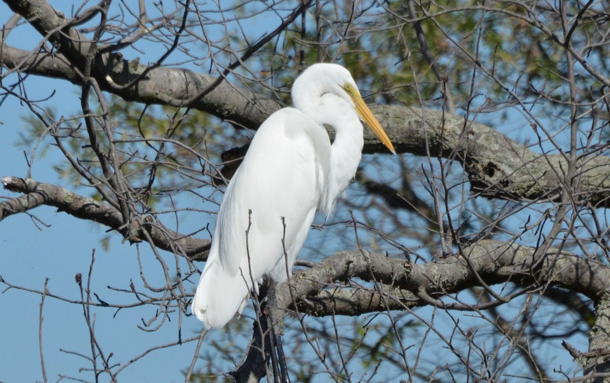 Great Egret - ML69787311