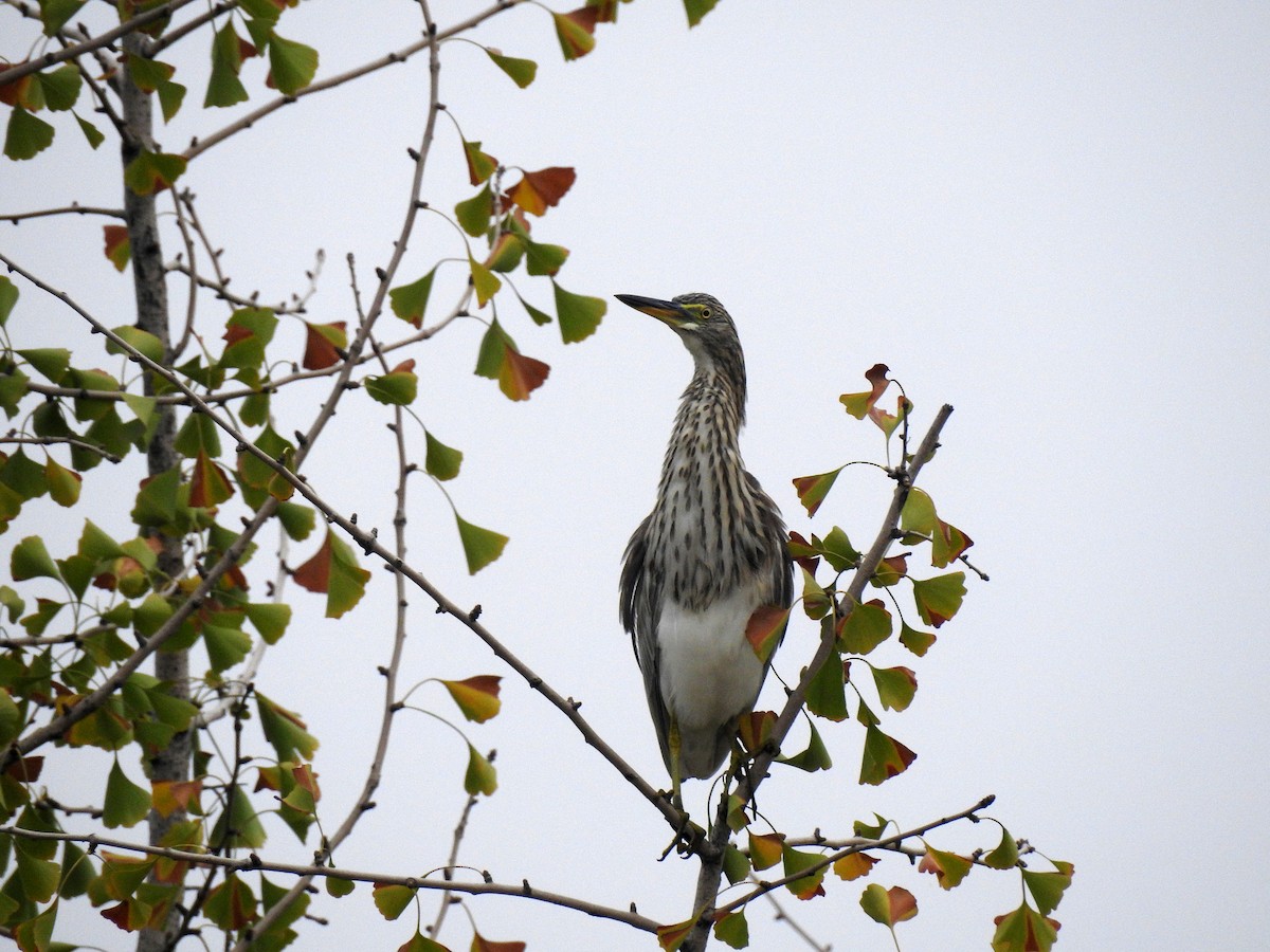 Chinese Pond-Heron - ML69787371