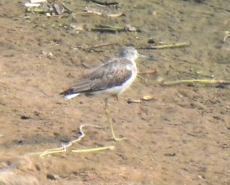 Common Greenshank - Scott Young