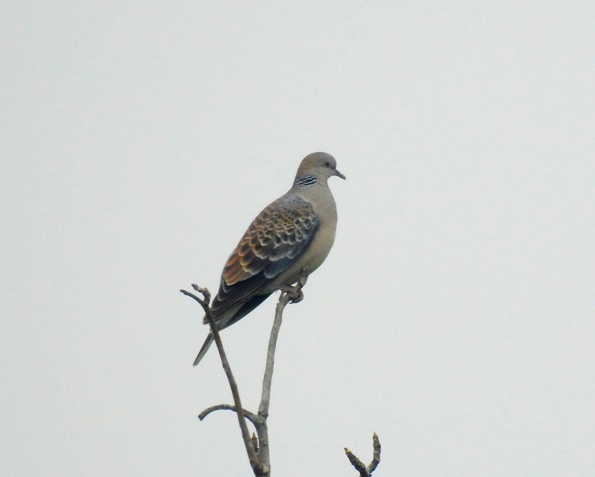 Oriental Turtle-Dove - ML69787571