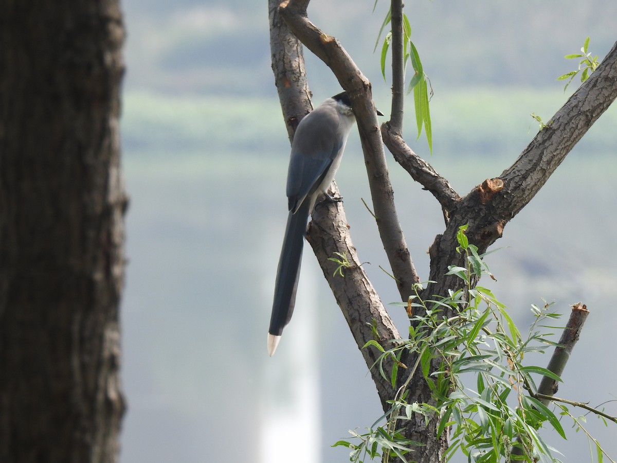 Azure-winged Magpie - ML69787651