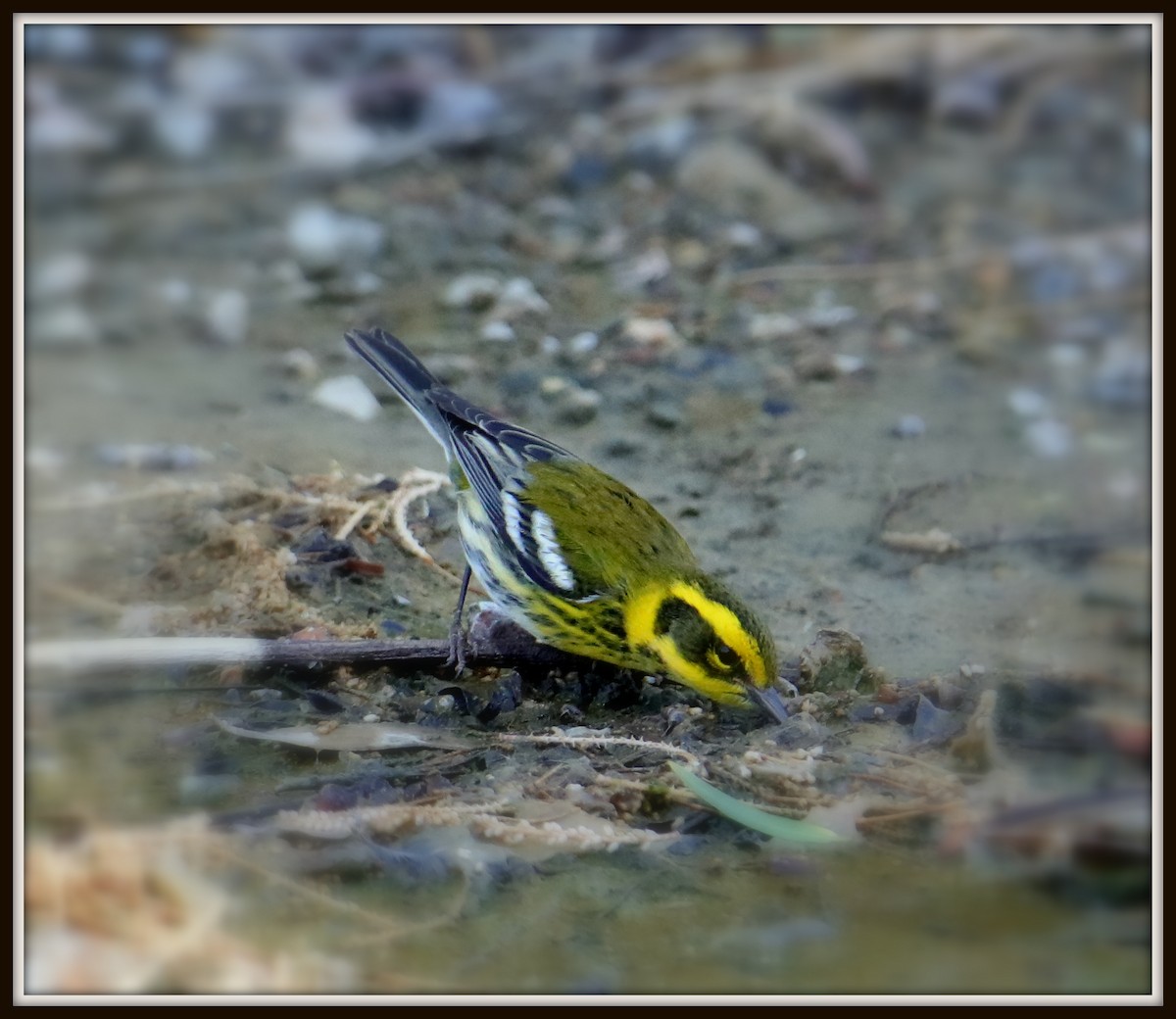 Townsend's Warbler - ML69787681