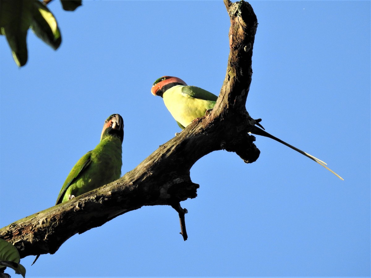 Long-tailed Parakeet - Tuck Hong Tang