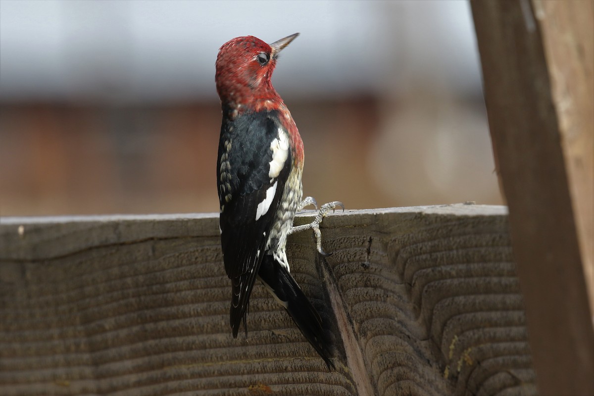 Red-breasted Sapsucker - Bradley Waggoner