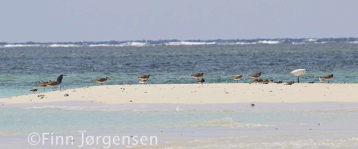 Courlis corlieu (phaeopus) - ML69789831