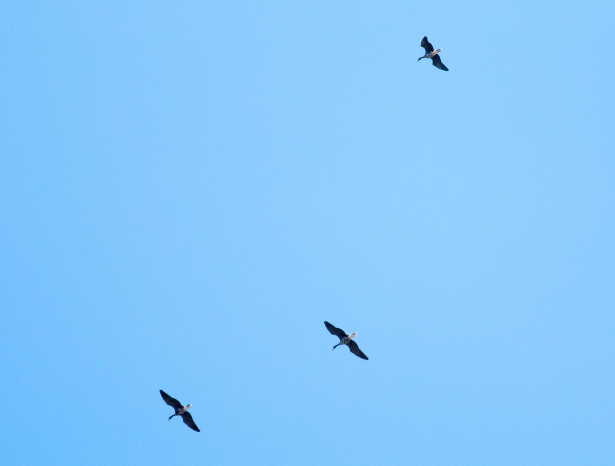 Greater White-fronted Goose (Western) - ML69791591