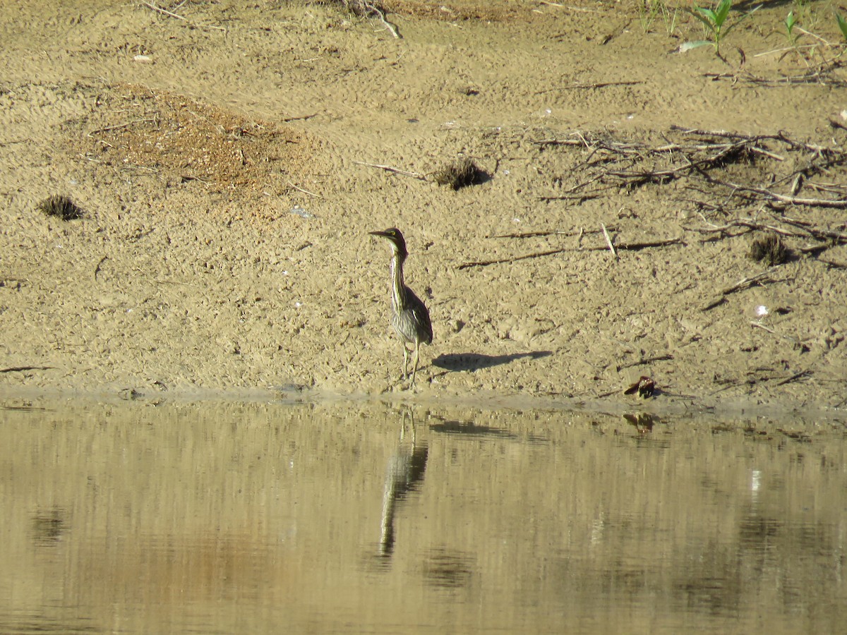 Green Heron - ML69792641