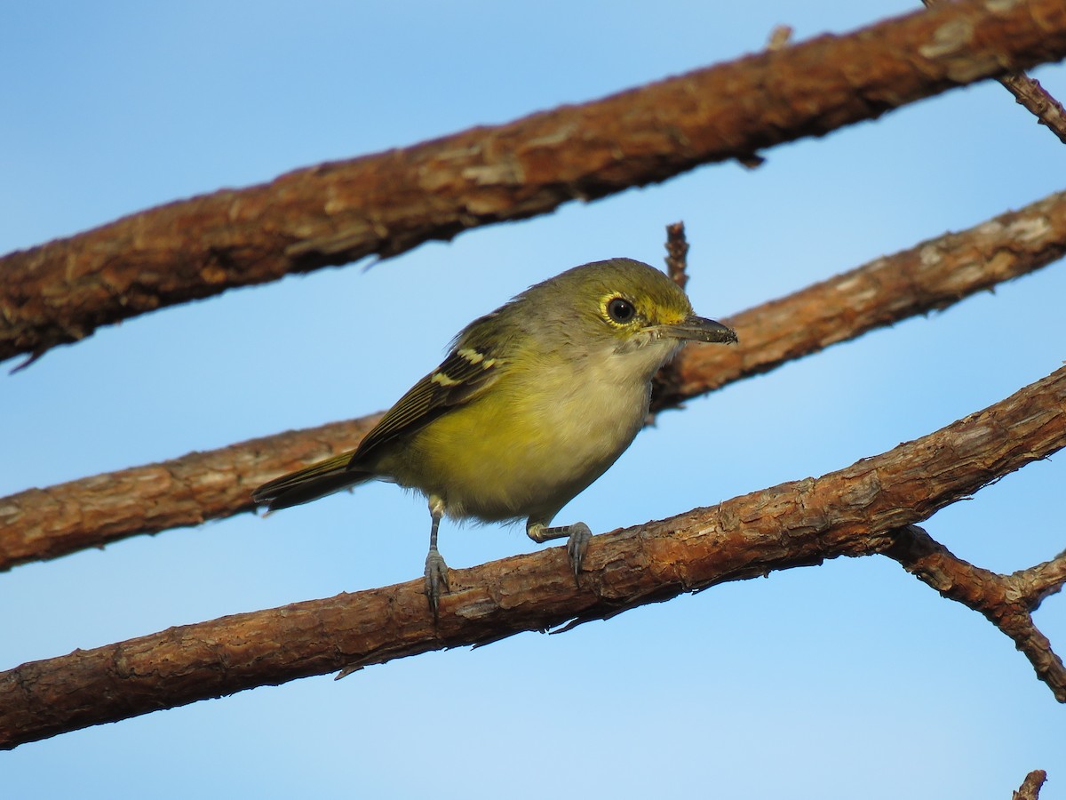 White-eyed Vireo - ML69792671