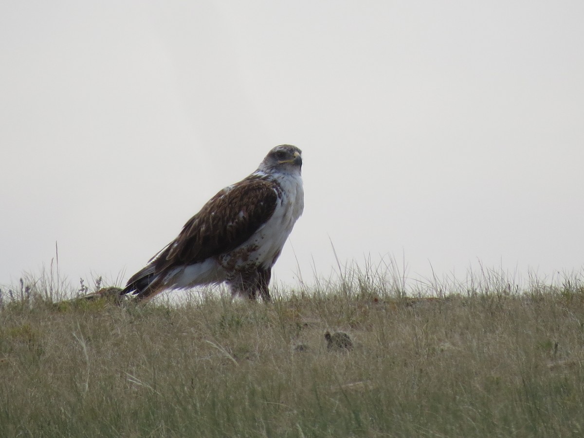 Ferruginous Hawk - ML69793171