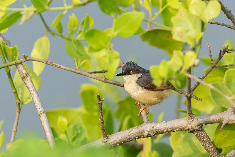 Ashy Prinia - Poojan Gohil