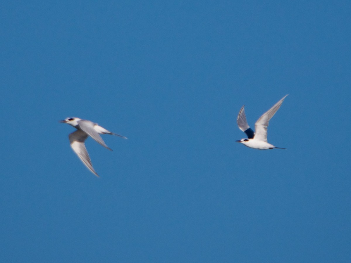 Forster's Tern - ML69795191