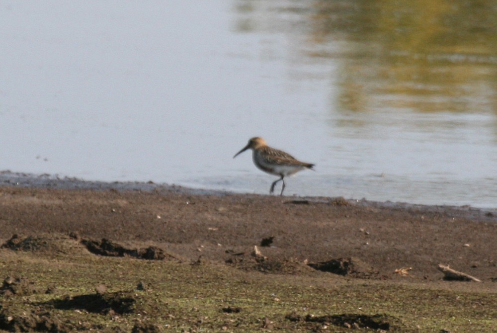 Dunlin - ML69796161