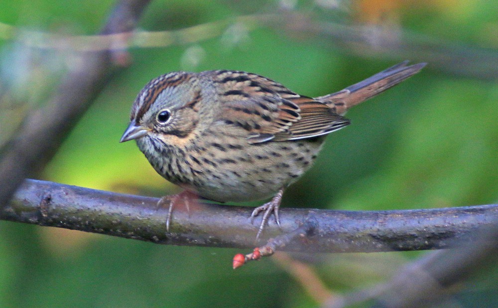 Lincoln's Sparrow - ML69797121