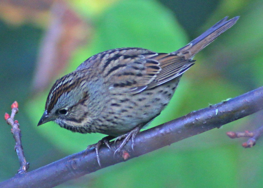 Lincoln's Sparrow - ML69797131