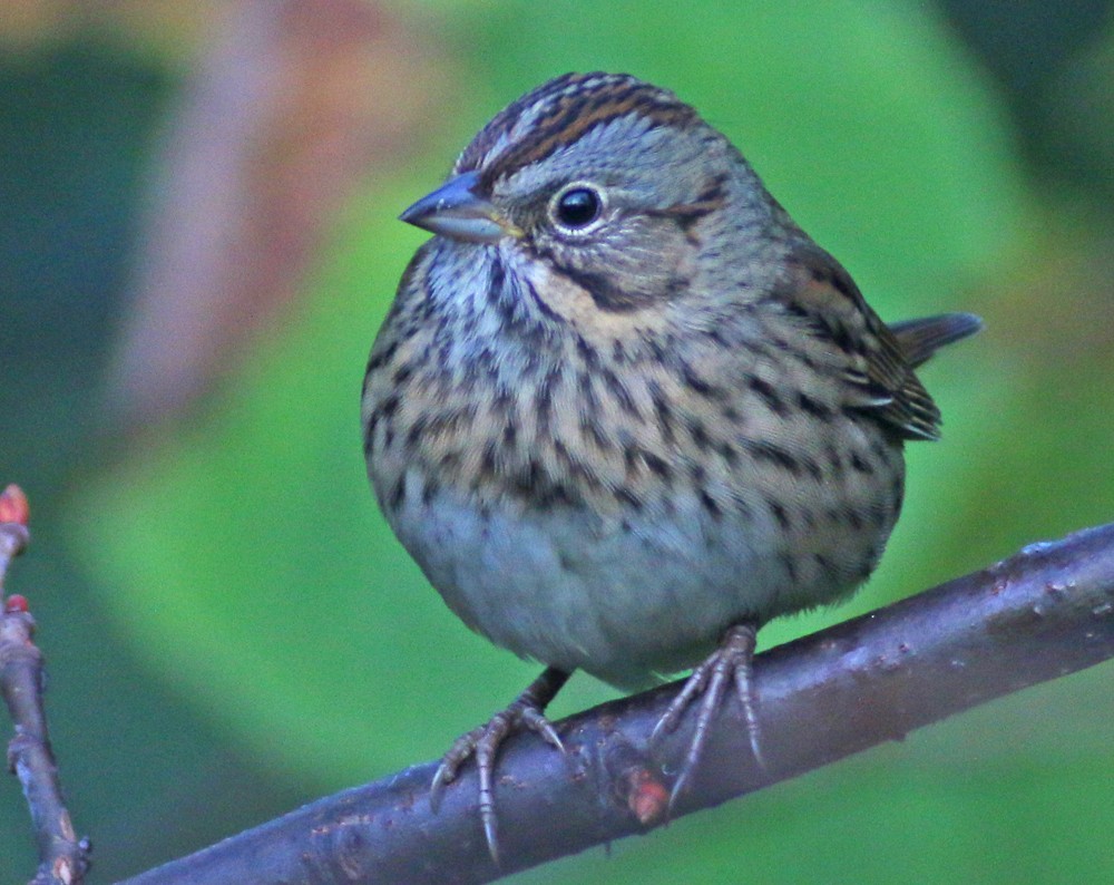 Lincoln's Sparrow - ML69797141