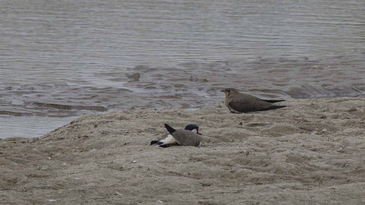 Oriental Pratincole - ML69797601