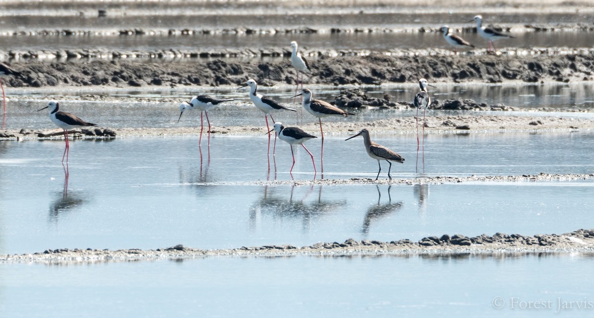 Asian Dowitcher - ML69797821