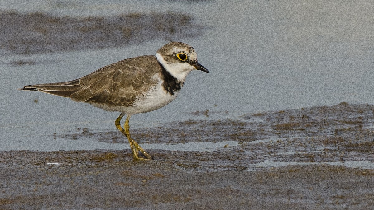 Little Ringed Plover - ML69797931