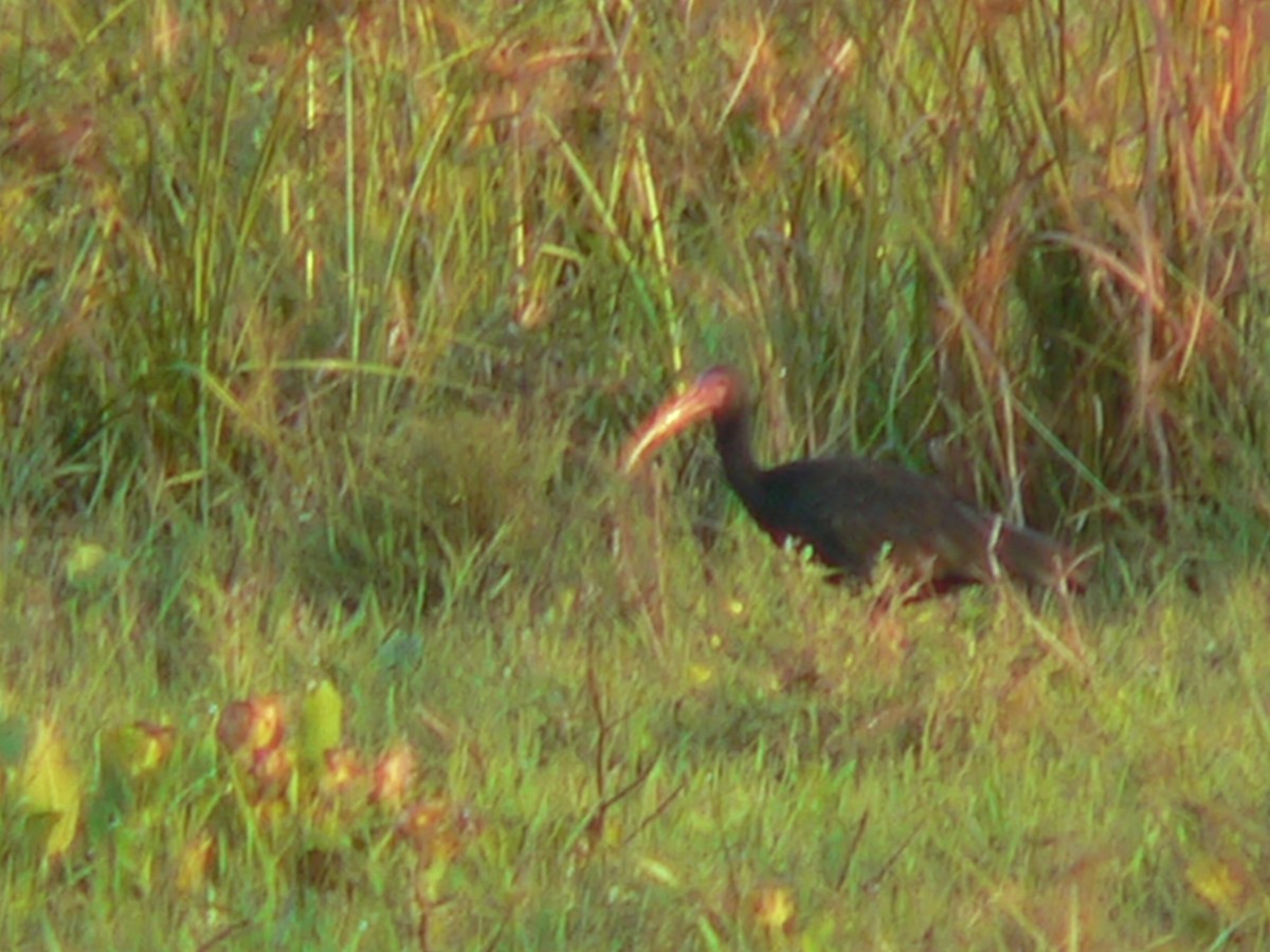 Bare-faced Ibis - ML69798811