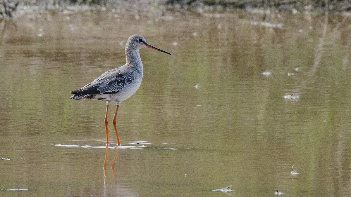 Common Redshank - ML69798861