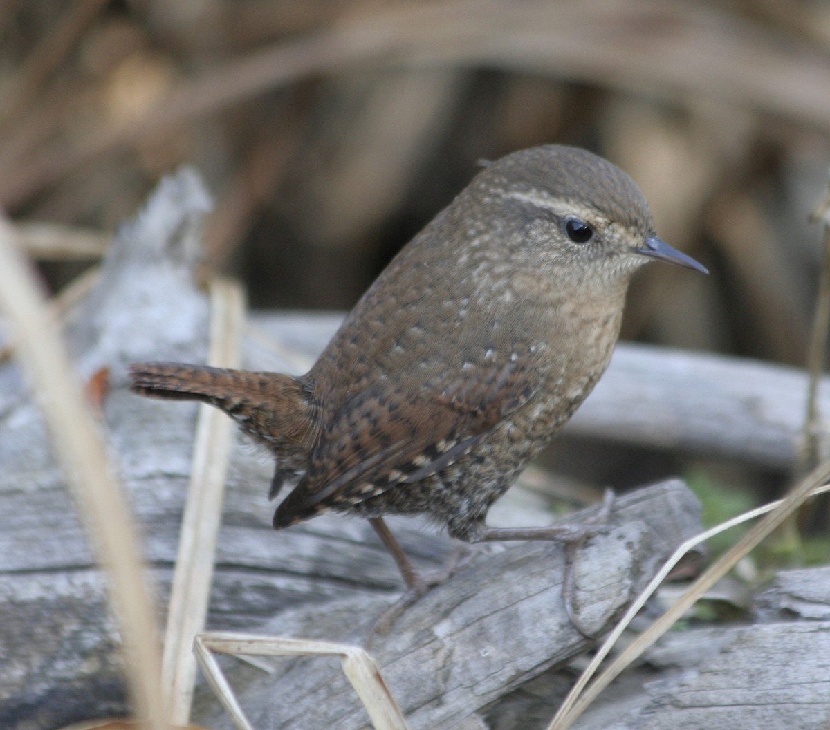 Winter Wren - ML69801141